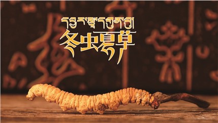 那曲新鮮冬蟲夏草什么時候采挖？